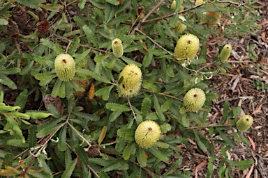APII jpeg image of Banksia oblongifolia  © contact APII