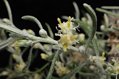 APII jpeg image of Olearia axillaris  © contact APII