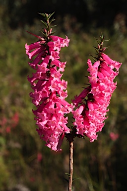 APII jpeg image of Epacris impressa  © contact APII