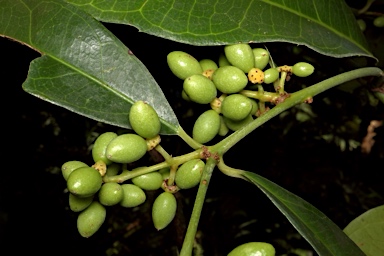 APII jpeg image of Wilkiea macrophylla  © contact APII