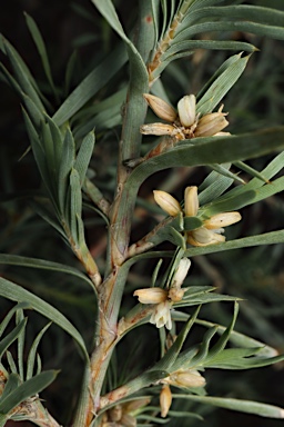 APII jpeg image of Acanthocarpus preissii  © contact APII