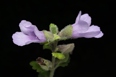 APII jpeg image of Prostanthera albohirta  © contact APII