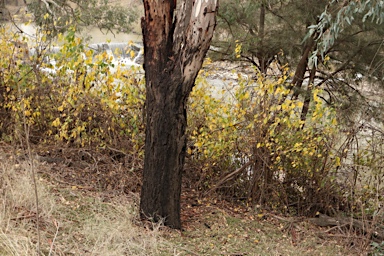 APII jpeg image of Maclura pomifera  © contact APII