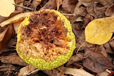 APII jpeg image of Maclura pomifera  © contact APII