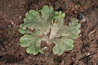 APII jpeg image of Riccia spongiosula  © contact APII