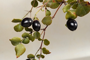 APII jpeg image of Carissa ovata  © contact APII