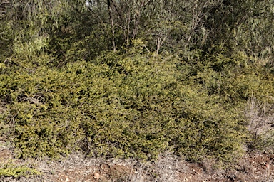 APII jpeg image of Carissa ovata  © contact APII