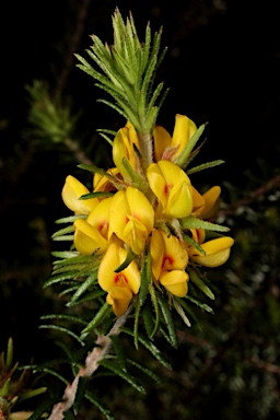 APII jpeg image of Phyllota phylicoides  © contact APII