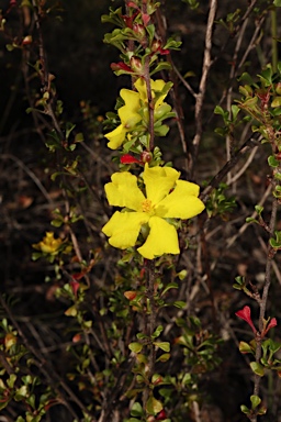 APII jpeg image of Hibbertia monogyna  © contact APII
