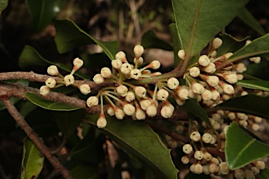 APII jpeg image of Myrsine variabilis  © contact APII