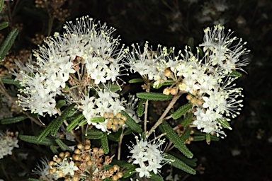 APII jpeg image of Phebalium verrucosum  © contact APII