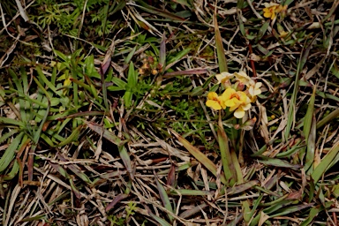 APII jpeg image of Chorizema parviflorum  © contact APII