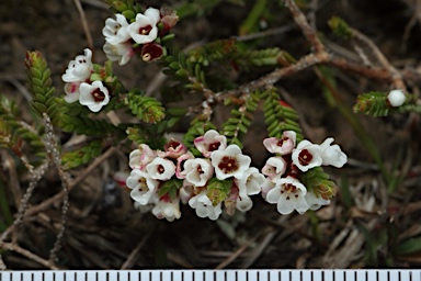 APII jpeg image of Micromyrtus ciliata  © contact APII