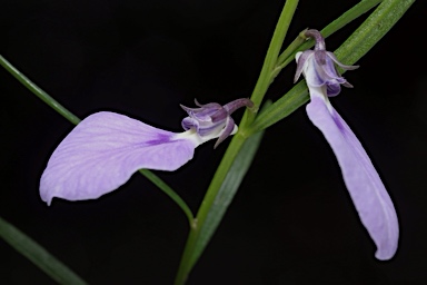 APII jpeg image of Hybanthus vernonii subsp. vernonii  © contact APII
