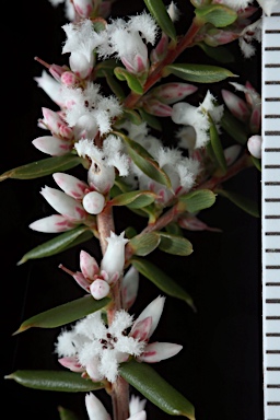 APII jpeg image of Styphelia ericoides  © contact APII