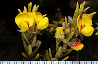 APII jpeg image of Aotus ericoides  © contact APII