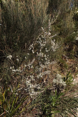 APII jpeg image of Styphelia ericoides  © contact APII