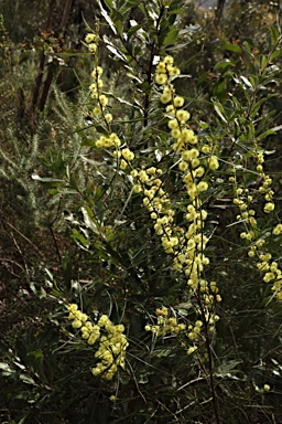APII jpeg image of Acacia elongata  © contact APII
