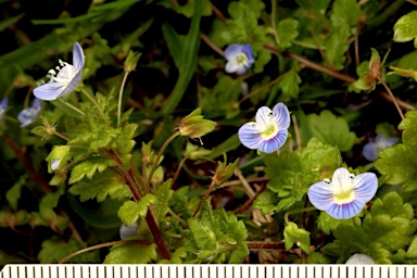 APII jpeg image of Veronica persica  © contact APII