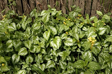 APII jpeg image of Lamium argentatum  © contact APII