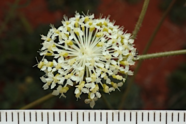 APII jpeg image of Trachymene ochracea  © contact APII