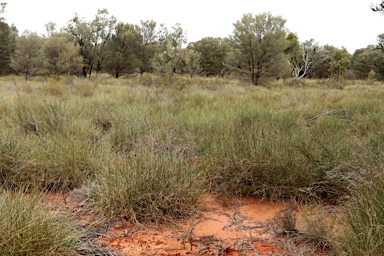 APII jpeg image of Triodia marginata  © contact APII