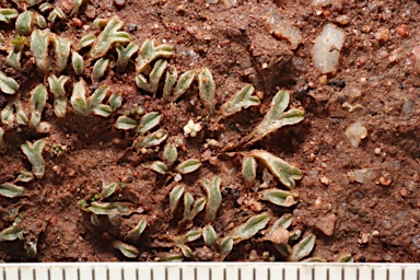 APII jpeg image of Riccia  © contact APII