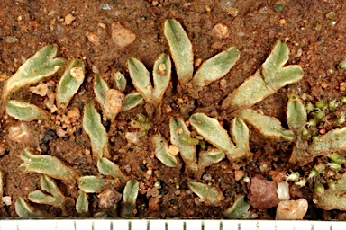 APII jpeg image of Riccia  © contact APII