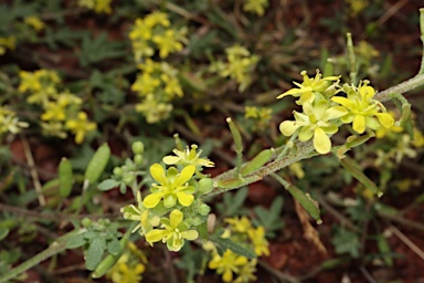 APII jpeg image of Arabidella eremigena  © contact APII