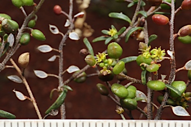 APII jpeg image of Cuphonotus andraeanus  © contact APII