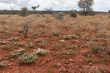 APII jpeg image of Riccia  © contact APII