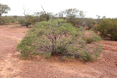 APII jpeg image of Eremophila linsmithii  © contact APII