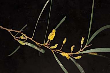 APII jpeg image of Acacia petraea  © contact APII