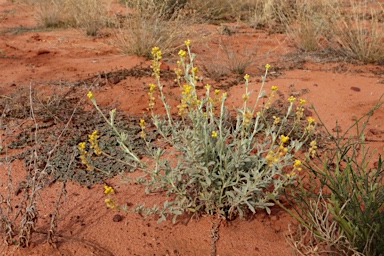 APII jpeg image of Chrysocephalum apiculatum subsp. racemosum  © contact APII