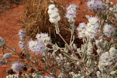 APII jpeg image of Newcastelia cephalantha  © contact APII