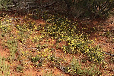 APII jpeg image of Velleia glabrata  © contact APII