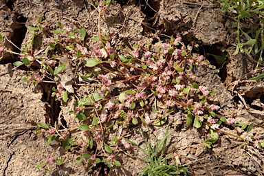APII jpeg image of Ptilotus murrayi  © contact APII