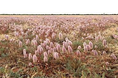 APII jpeg image of Ptilotus exaltatus  © contact APII
