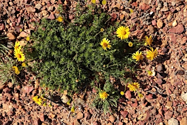 APII jpeg image of Thymophylla tenuiloba  © contact APII