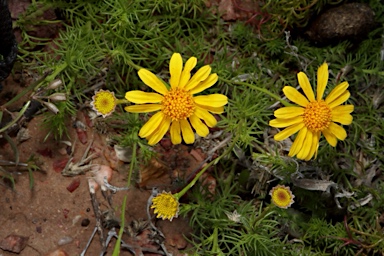 APII jpeg image of Thymophylla tenuiloba  © contact APII