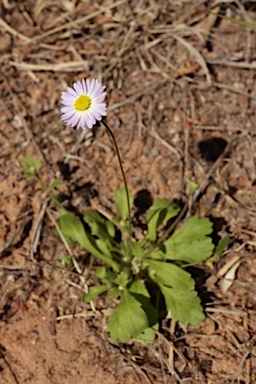 APII jpeg image of Brachyscome pedleyi  © contact APII