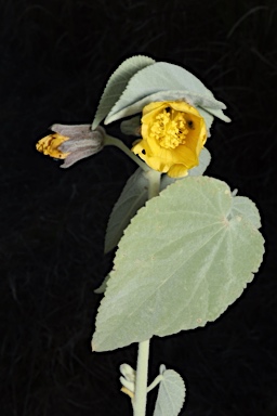 APII jpeg image of Abutilon calliphyllum  © contact APII