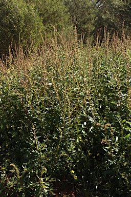 APII jpeg image of Haloragis odontocarpa f. rugosa  © contact APII