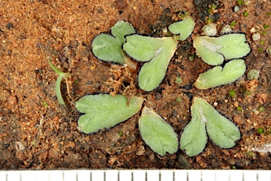 APII jpeg image of Riccia inflexa  © contact APII