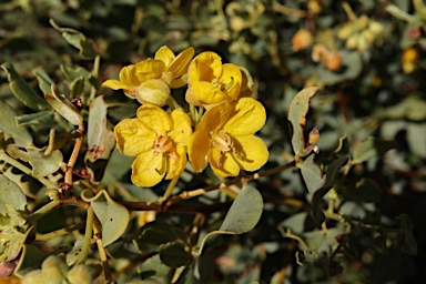 APII jpeg image of Senna artemisioides subsp. oligophylla  © contact APII