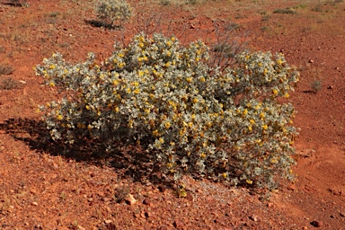 APII jpeg image of Senna artemisioides subsp. helmsii  © contact APII