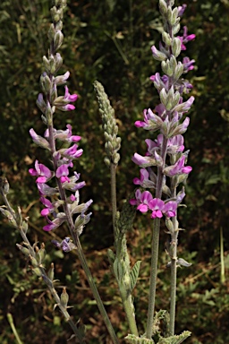 APII jpeg image of Cullen australasicum  © contact APII