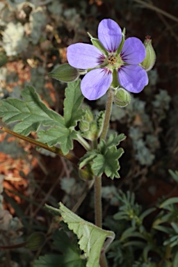 APII jpeg image of Erodium carolinianum  © contact APII