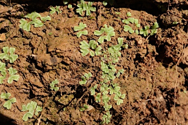 APII jpeg image of Riccia  © contact APII