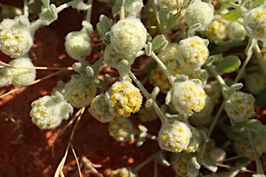 APII jpeg image of Gnephosis eriocarpa  © contact APII